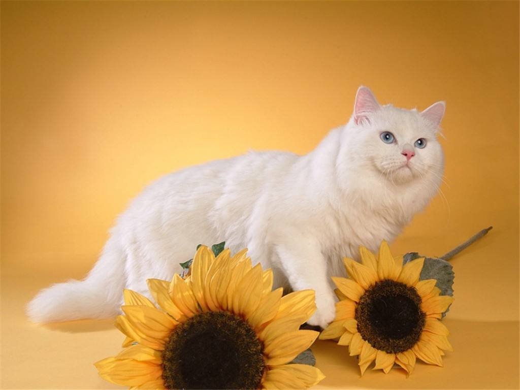 包含赞美猫的诗_写猫的诗_赞美猫可爱的诗词-宠伴网的词条 包含赞美猫的诗_写猫的诗_赞美猫可爱的诗词-宠伴网的词条