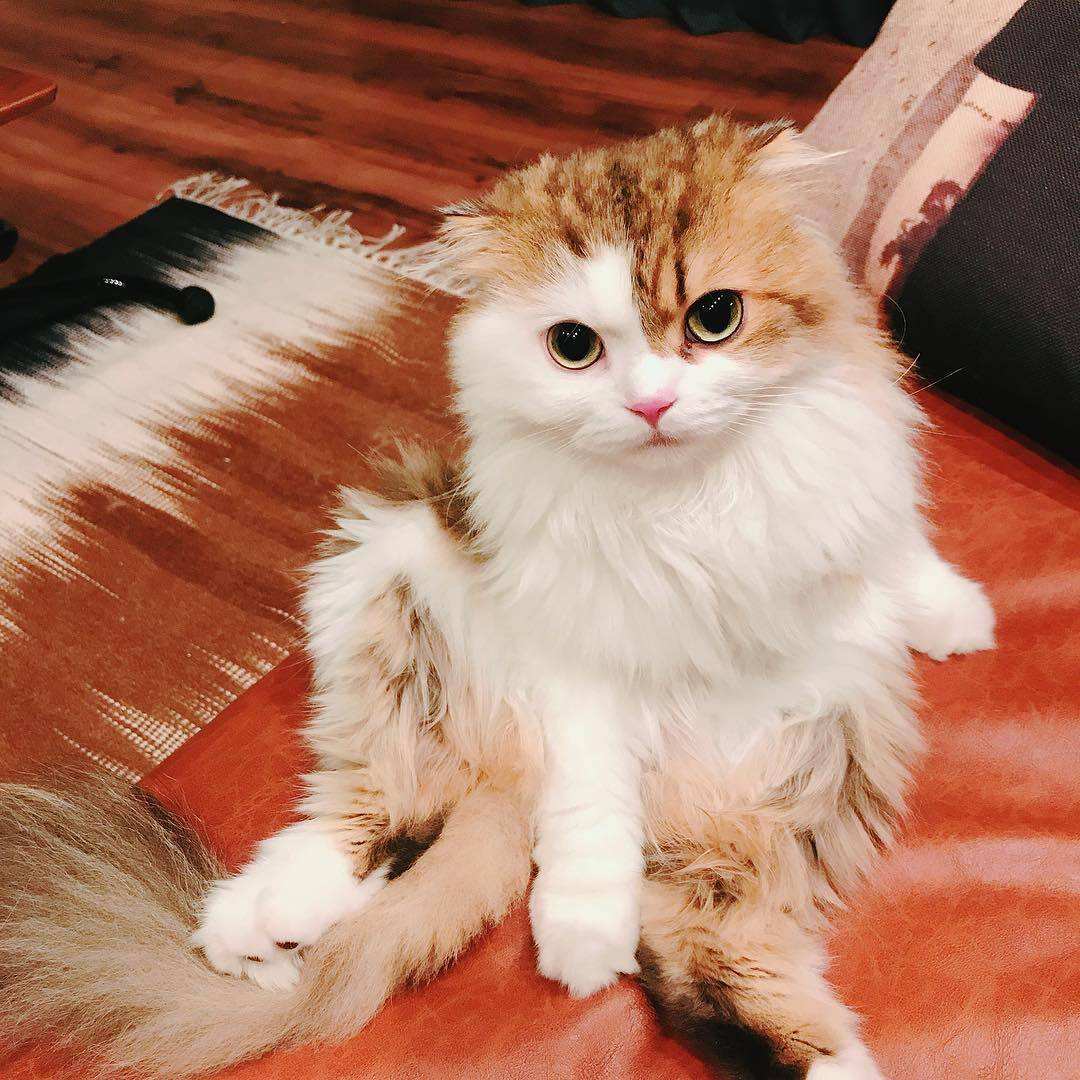 包含赞美猫的诗_写猫的诗_赞美猫可爱的诗词-宠伴网的词条 包含赞美猫的诗_写猫的诗_赞美猫可爱的诗词-宠伴网的词条