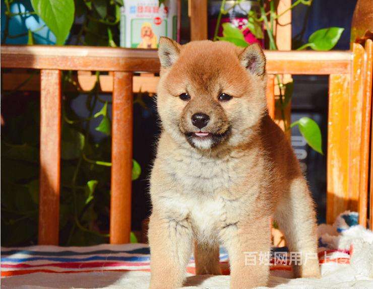 柴犬和秋田犬哪个贵，柴犬1000到10000元不等？-宠友帮宠物的简单介绍