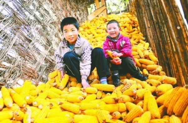 东北玉米又涨了！一块五可能吗？_新农村的简单介绍