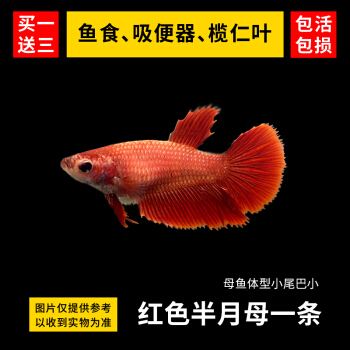 包含野采斗鱼品质高，老板稳定采购供不应求，一条七块钱贵吗？,生活,生活技巧,好看视频的词条