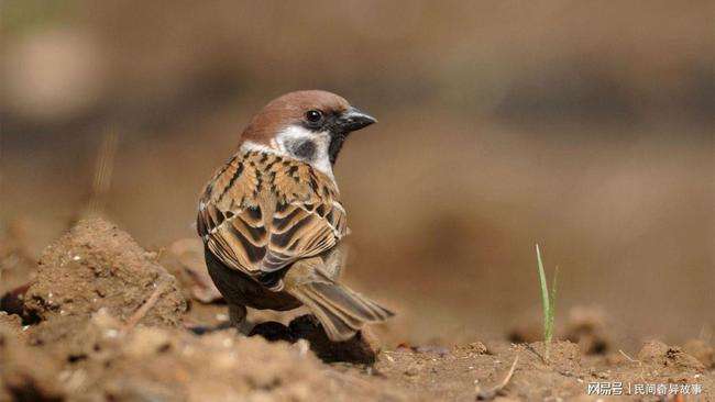 代做CF麻雀（永久）、修罗-年鹏（永久），点击下单>>|cf_网易订阅的简单介绍
