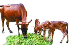 包含调查：“黄牛”转战网络QQ代购春运火车票月入4万-黄牛,转战,代购-大江网国内国际的词条