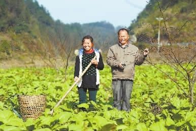 包含中国·十八洞首届油菜花节微视频文创大赛启动！_参赛_作品_花垣县的词条