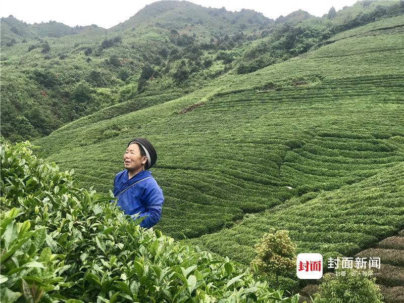 矿老板卖矿9年打造出绿水青山-封面新闻的简单介绍
