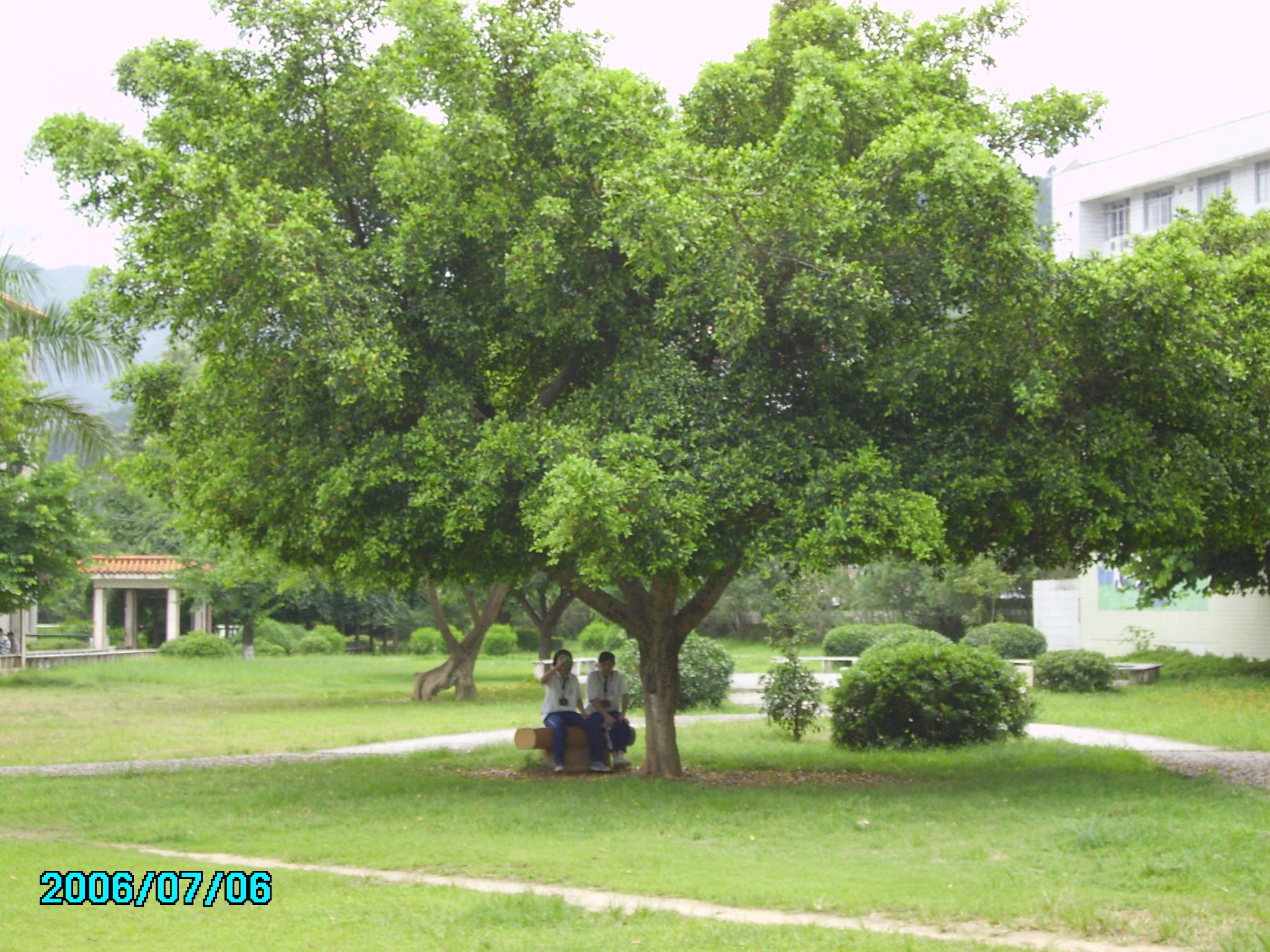 包含迪迪QQ空间说说免费赞(qq说说赞扣扣查)V1.0.2最新版软件下载-绿色先锋下载-绿色软件下载站的词条