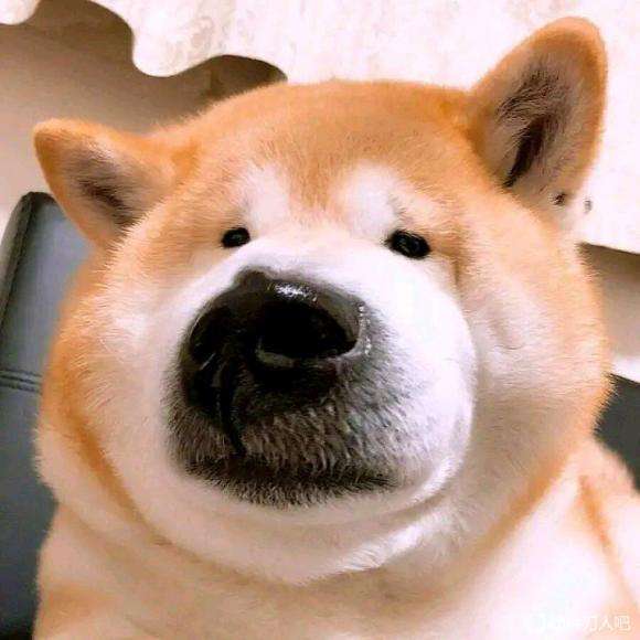 包含贴吧404的词条