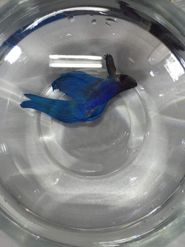 包含水一贴准备升10级.大家斗鱼号都多少级，给佳哥刷了_百度知道的词条