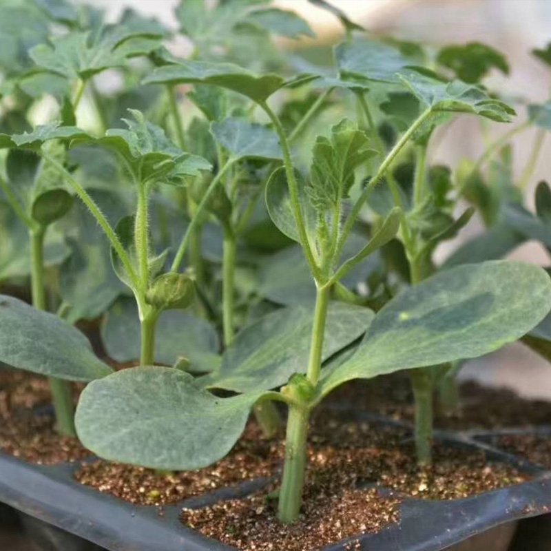 关于qq空间访客合集下载-qq空间访客专题下载-绿色先锋下载的信息