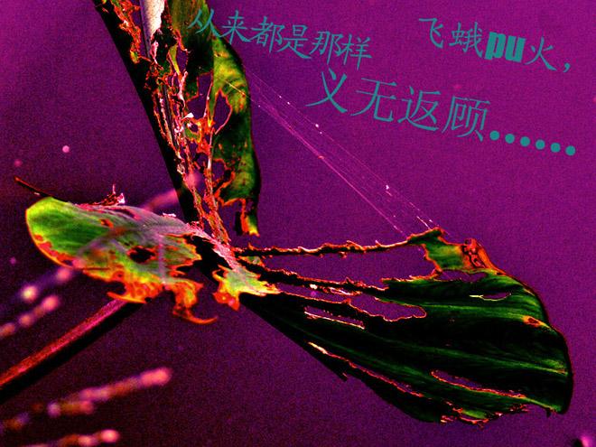 真人说说赞10个自助下单免费,qq空间赞自助下单平台-心情说说-飞蛾励志网的简单介绍