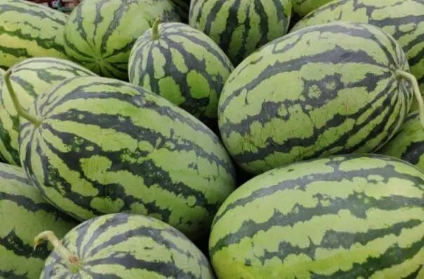 西瓜代刷平台(刷西瓜视频能赚钱吗) 西瓜代刷平台(刷西瓜视频能赚钱吗)