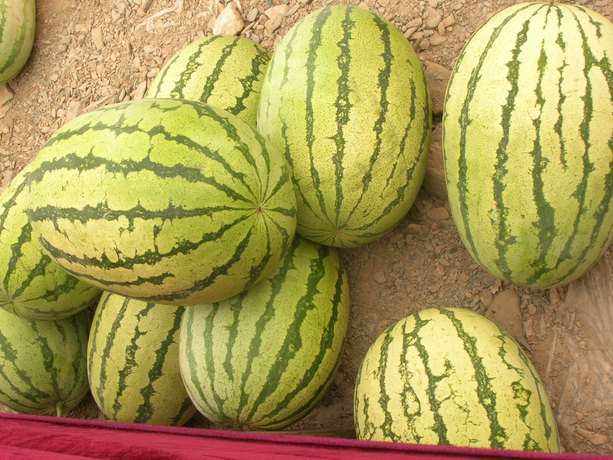 西瓜代刷平台（西瓜视频免费代刷）