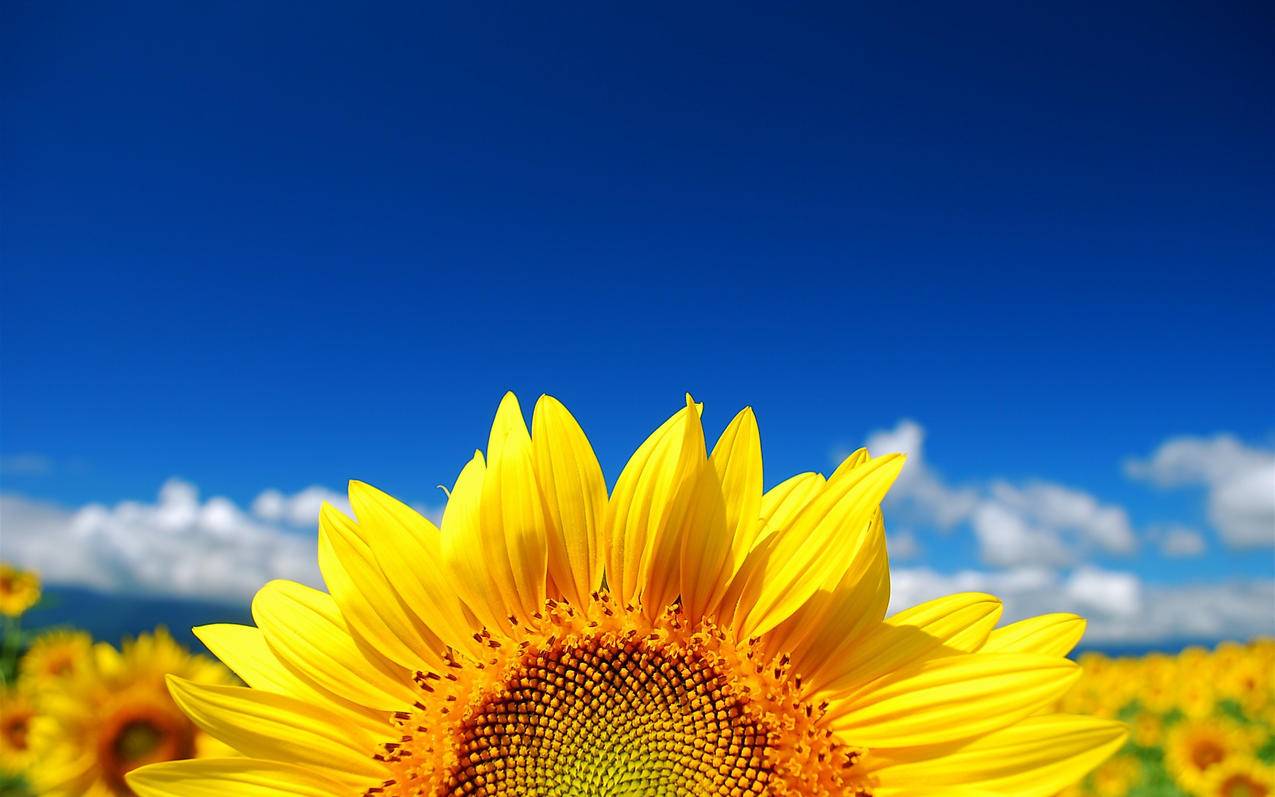 代刷网推广抖音（代刷网推广抖音赚钱吗）