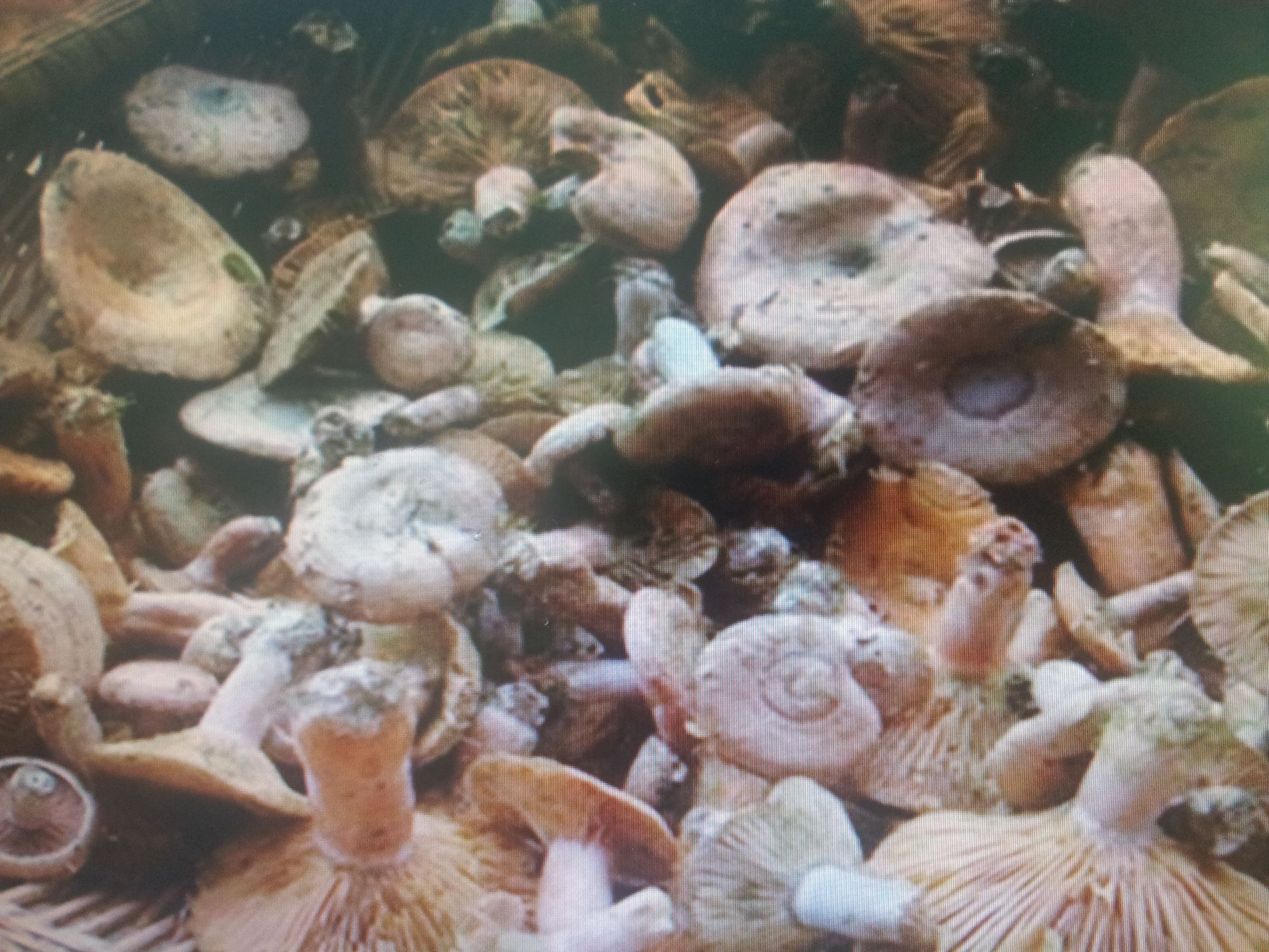 蘑菇业务网—QQ业务网（蘑菇业务网  2021排行榜第一平台）