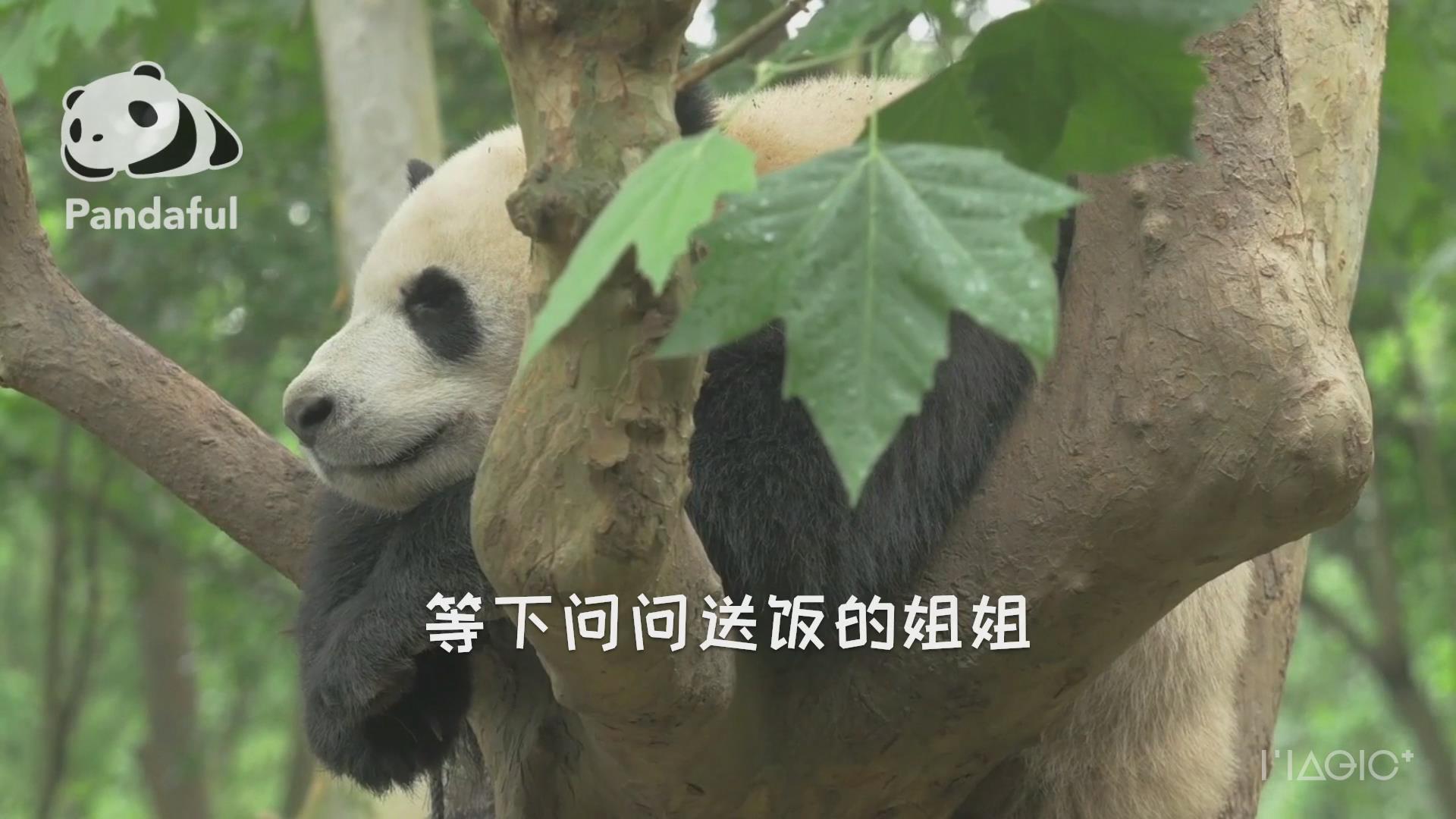 包含熊猫社区空间业务自助下单平台的词条 包含熊猫社区空间业务自助下单平台的词条