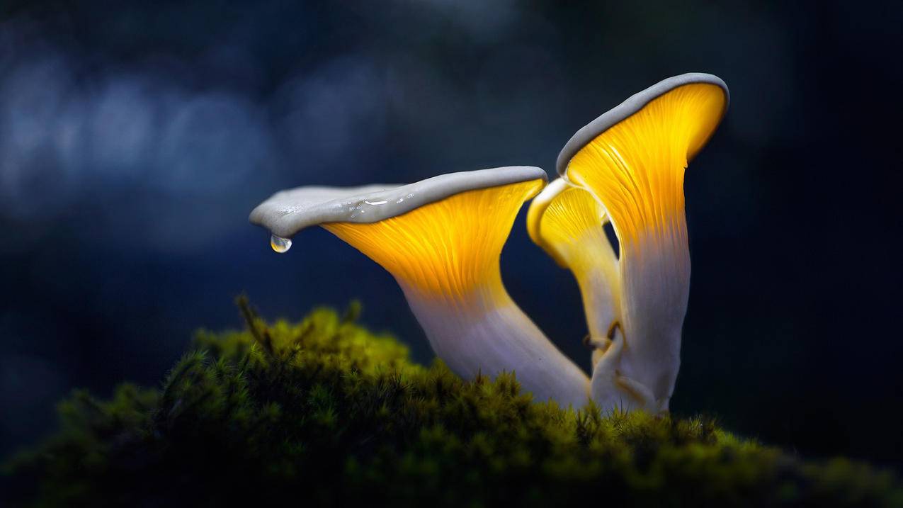 闪点代刷24小时（闪电代刷网客服电话）