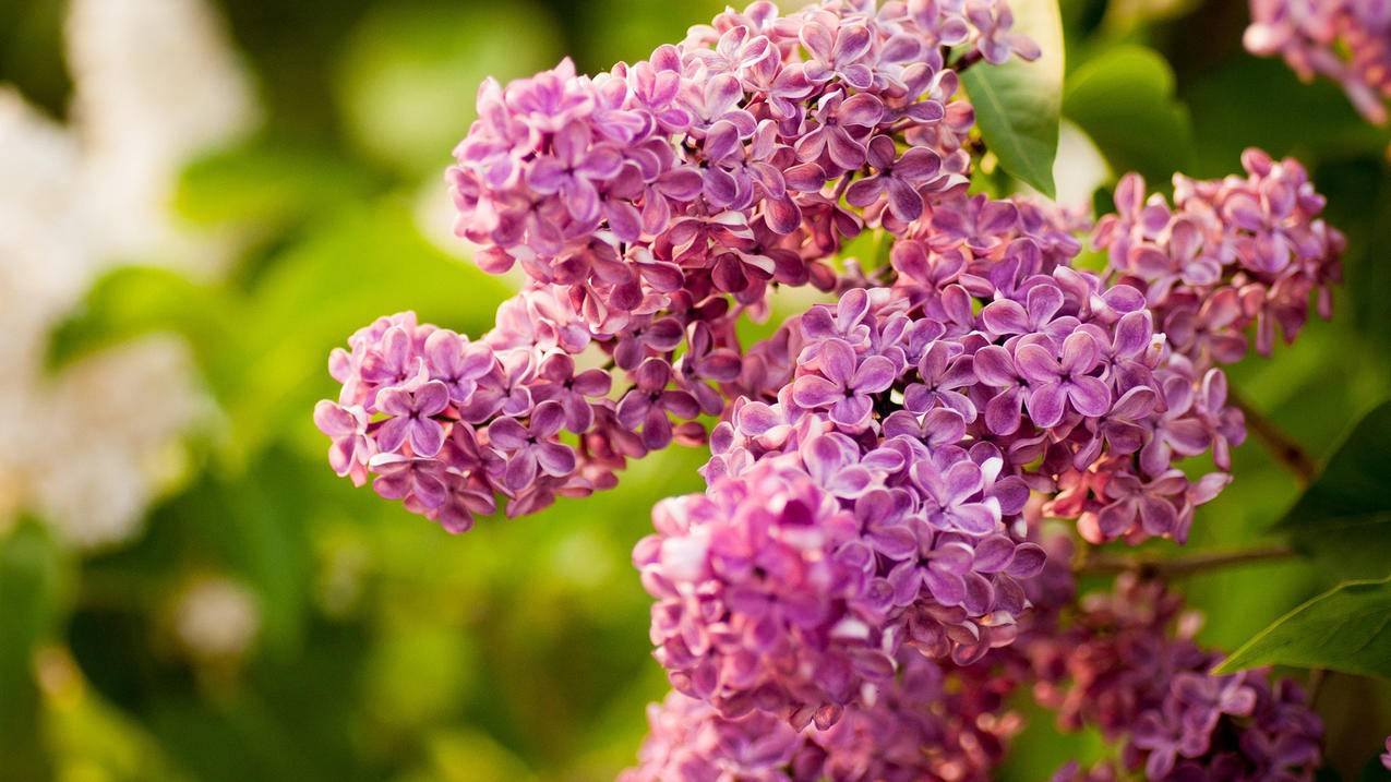 卡盟刷钻平台(卡盟刷钻是真的吗) 卡盟刷钻平台(卡盟刷钻是真的吗)