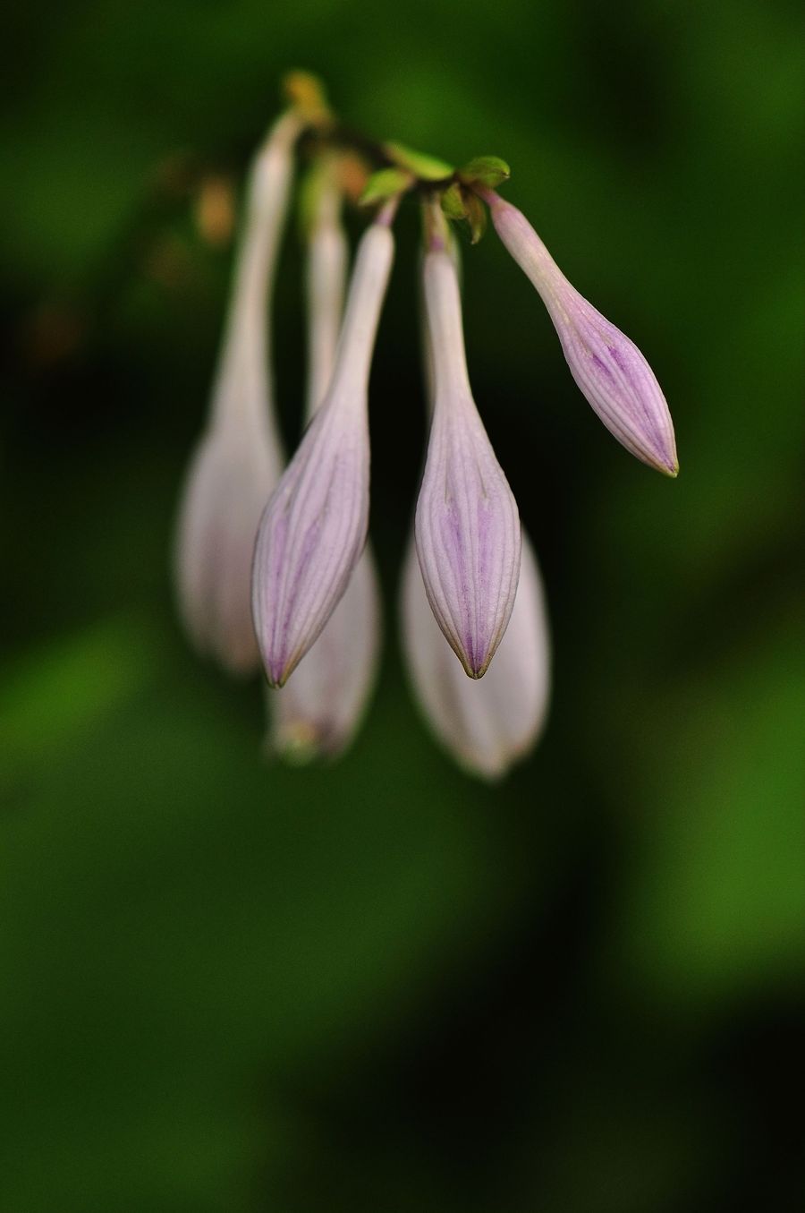 夏花代刷网（低价代刷网夏别）