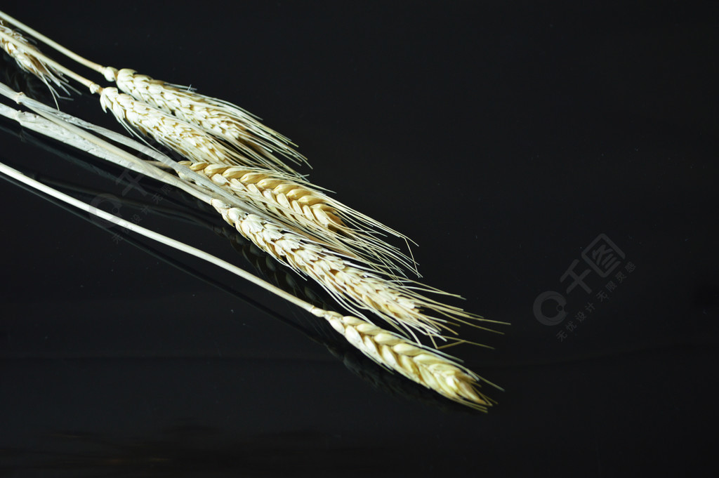 麦子刷网站免费(麦子赚赚钱软件是真的吗) 麦子刷网站免费(麦子赚赚钱软件是真的吗)