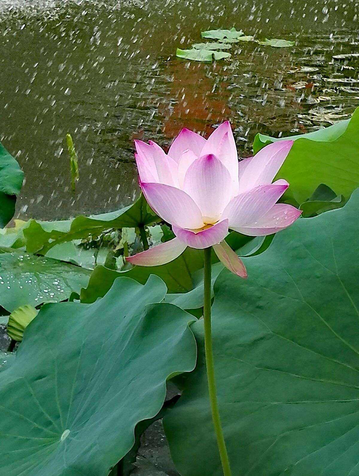 南荷下单(南荷业务_自助下单平台) 南荷下单(南荷业务_自助下单平台)