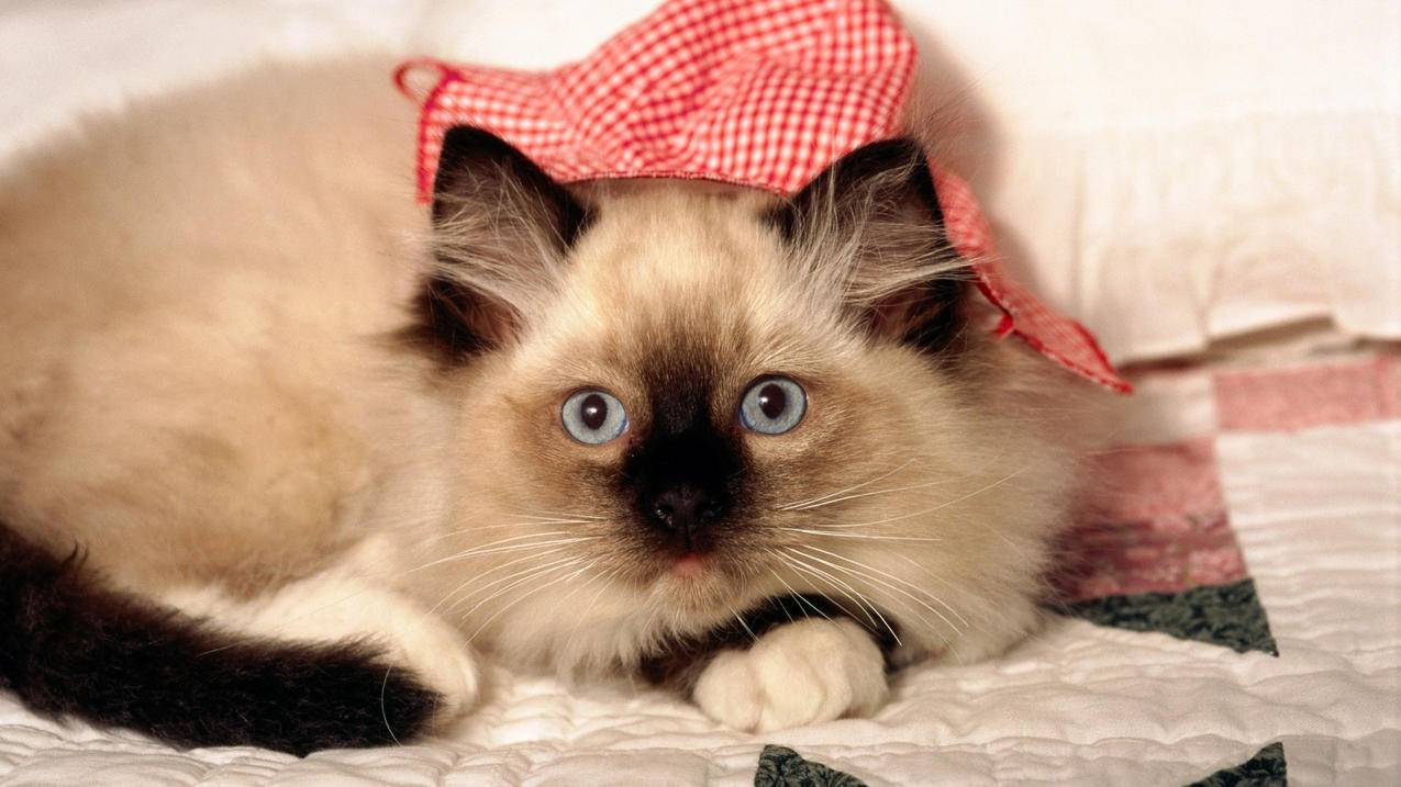 喵代刷网（喵代网刷快手）