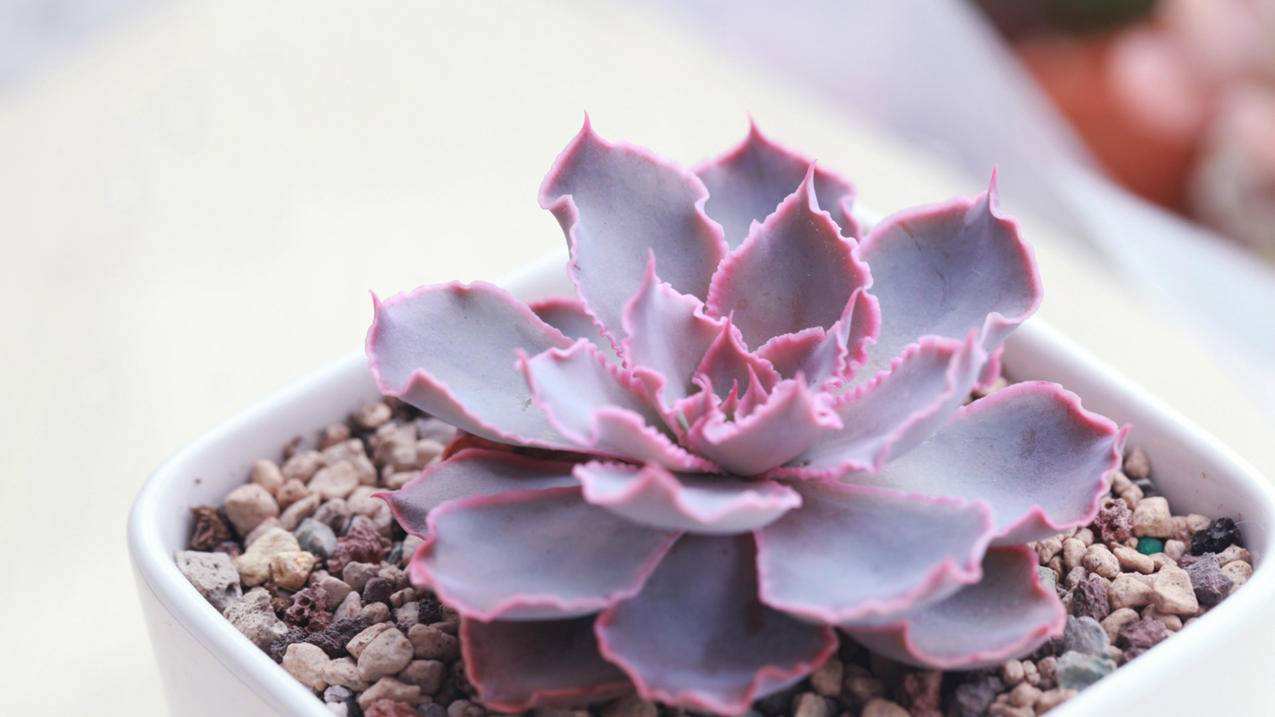 包含全网最便宜的qq说说赞低价的词条