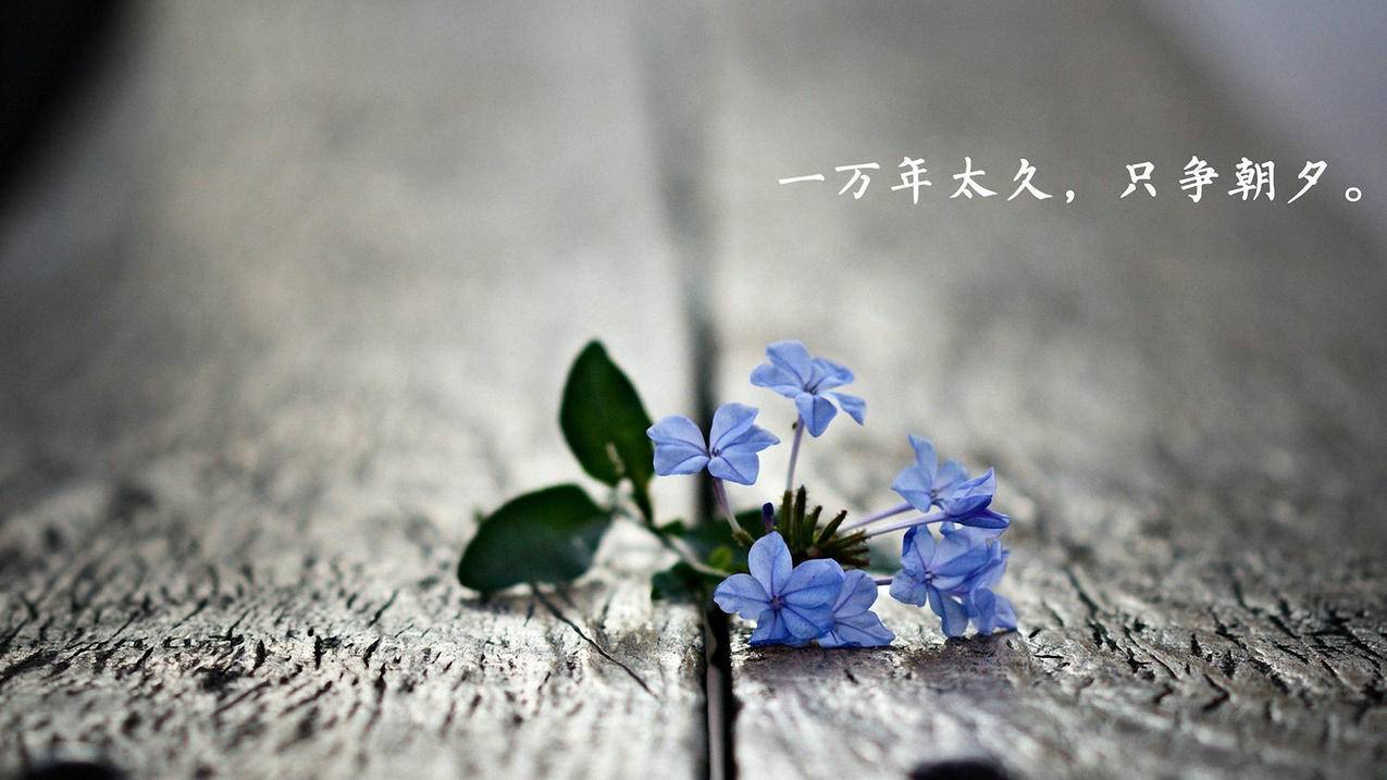 全网最便宜代刷网（全网最便宜代刷网站）