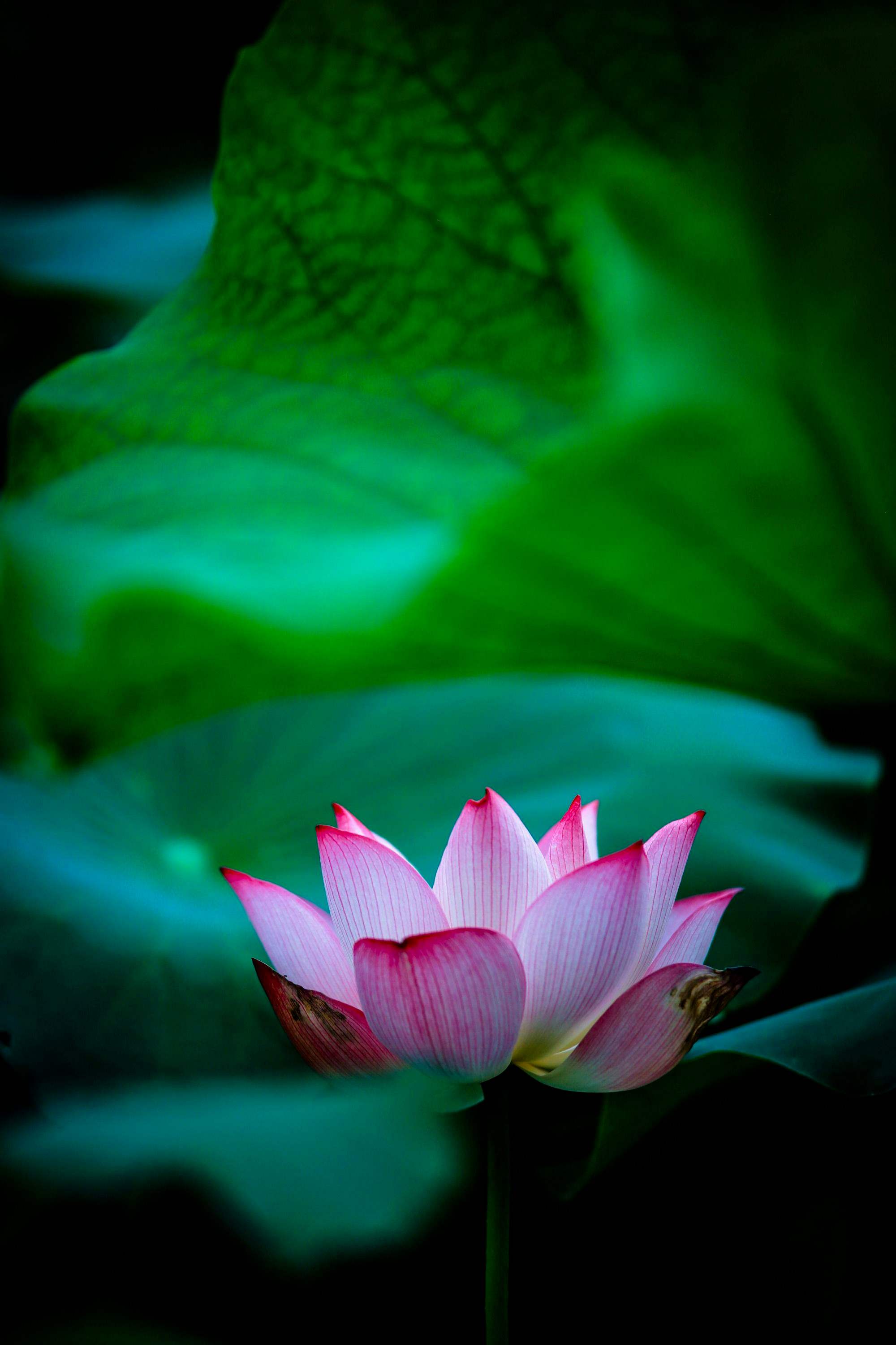 南荷网络（南荷网络_业务）