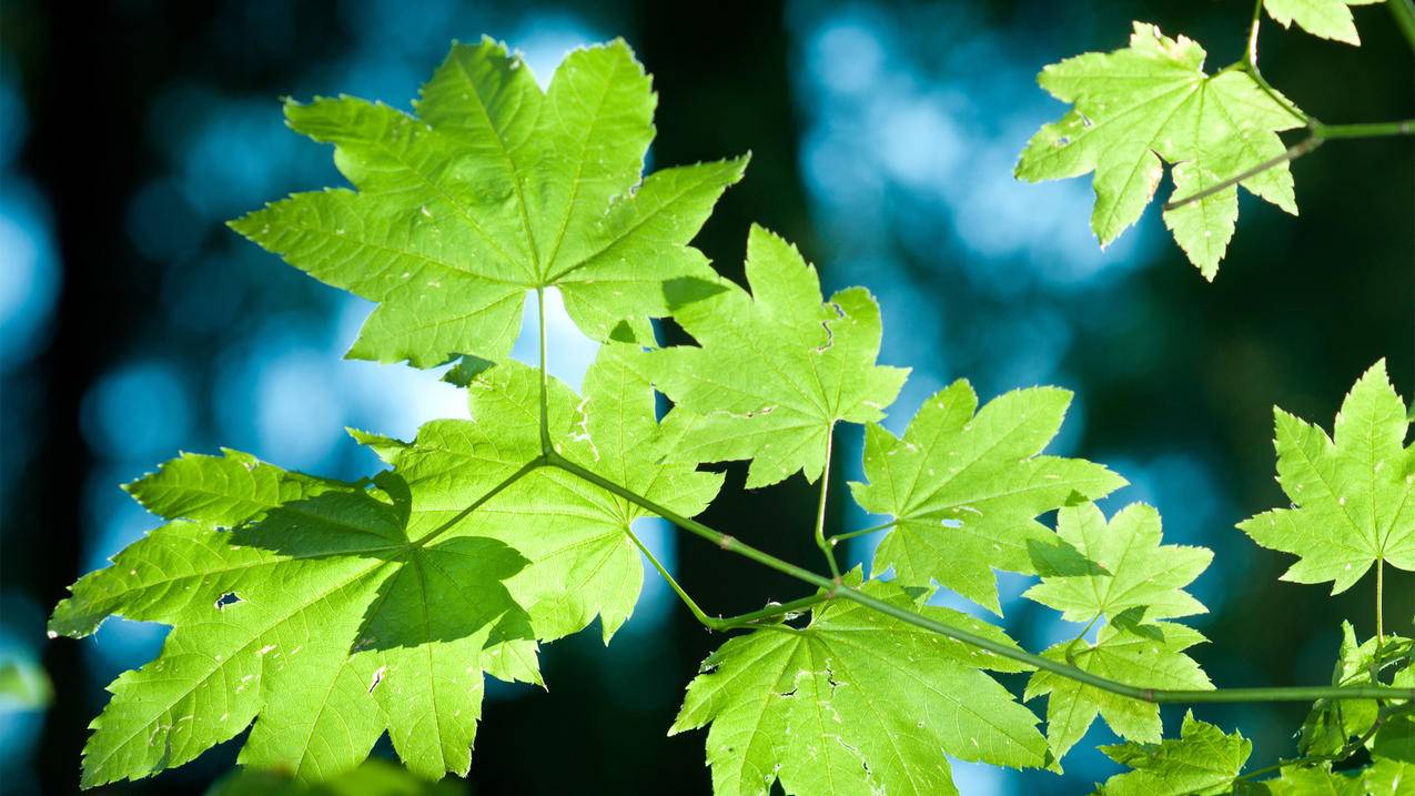 嘉乐代刷网站1块100粉丝的简单介绍 嘉乐代刷网站1块100粉丝的简单介绍