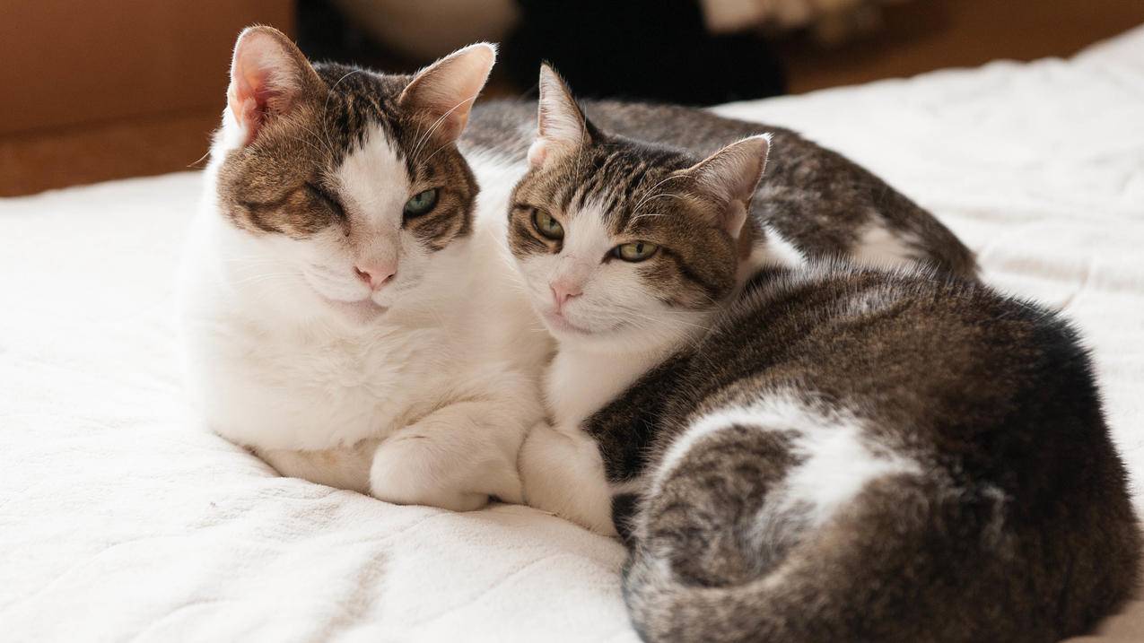 喵代刷网（小喵代刷网）