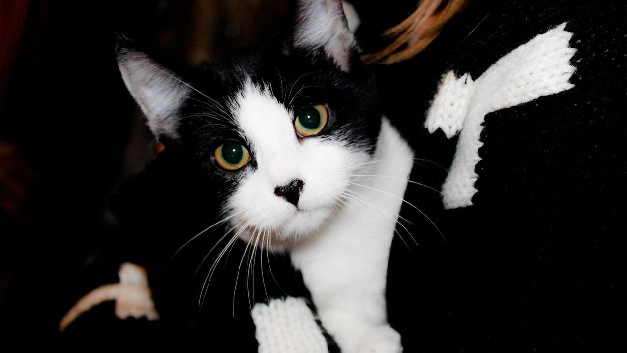 喵代刷网（小喵代刷网）