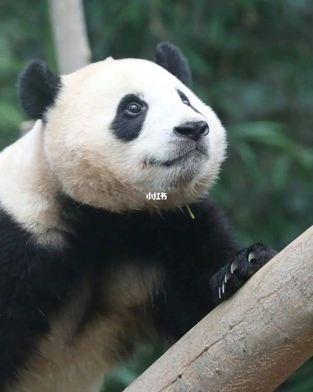 熊猫代刷网(熊猫代挂官网) 熊猫代刷网(熊猫代挂官网)