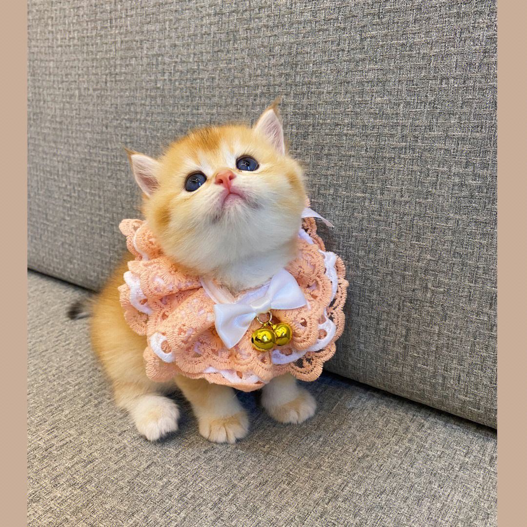 喵代网刷(喵代网刷快手) 喵代网刷(喵代网刷快手)