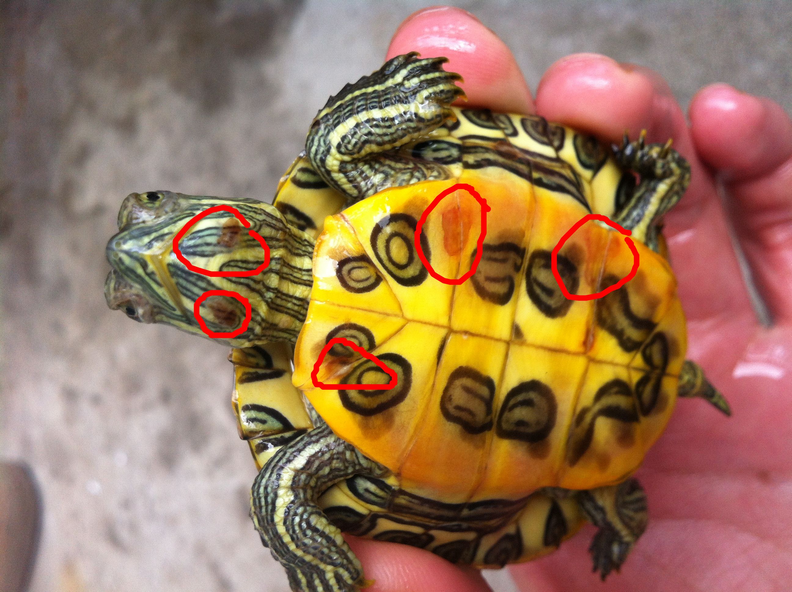 QQ说说赞免费(说说赞免费30个) QQ说说赞免费(说说赞免费30个)