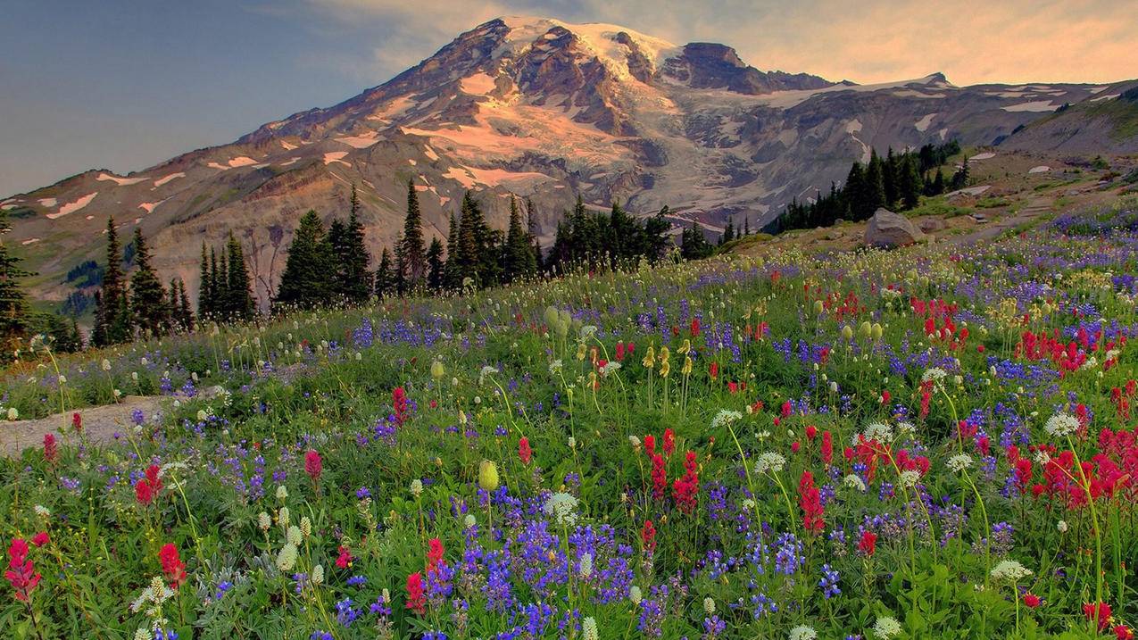 520代刷(520代刷网是干什么) 520代刷(520代刷网是干什么)