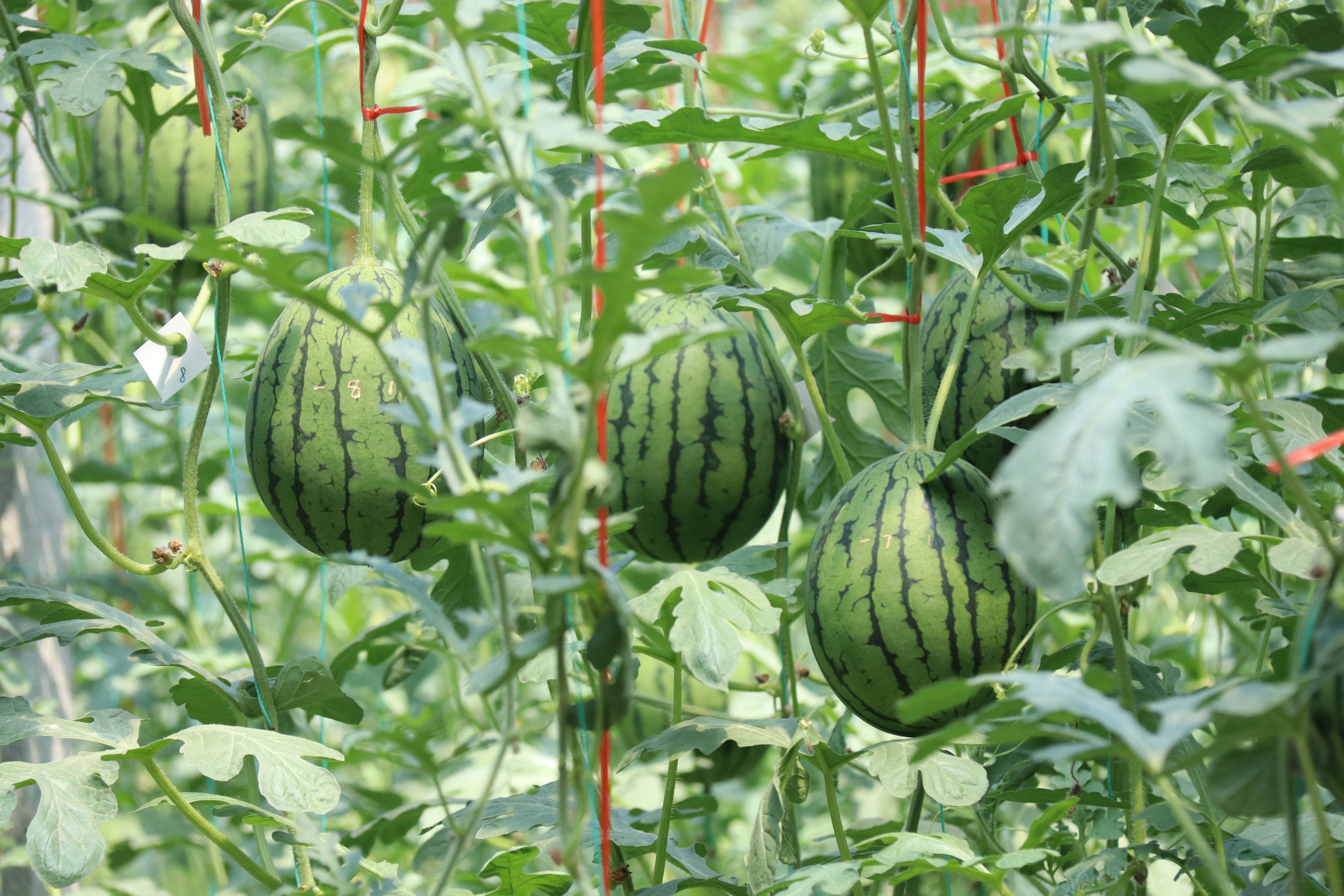 西瓜代刷平台(西瓜代刷关注网站) 西瓜代刷平台(西瓜代刷关注网站)