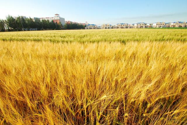 麦子代刷(麦子刷网站) 麦子代刷(麦子刷网站)