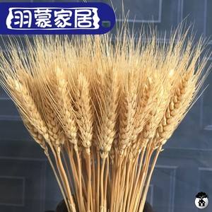 麦子代刷(麦子帮小程序) 麦子代刷(麦子帮小程序)