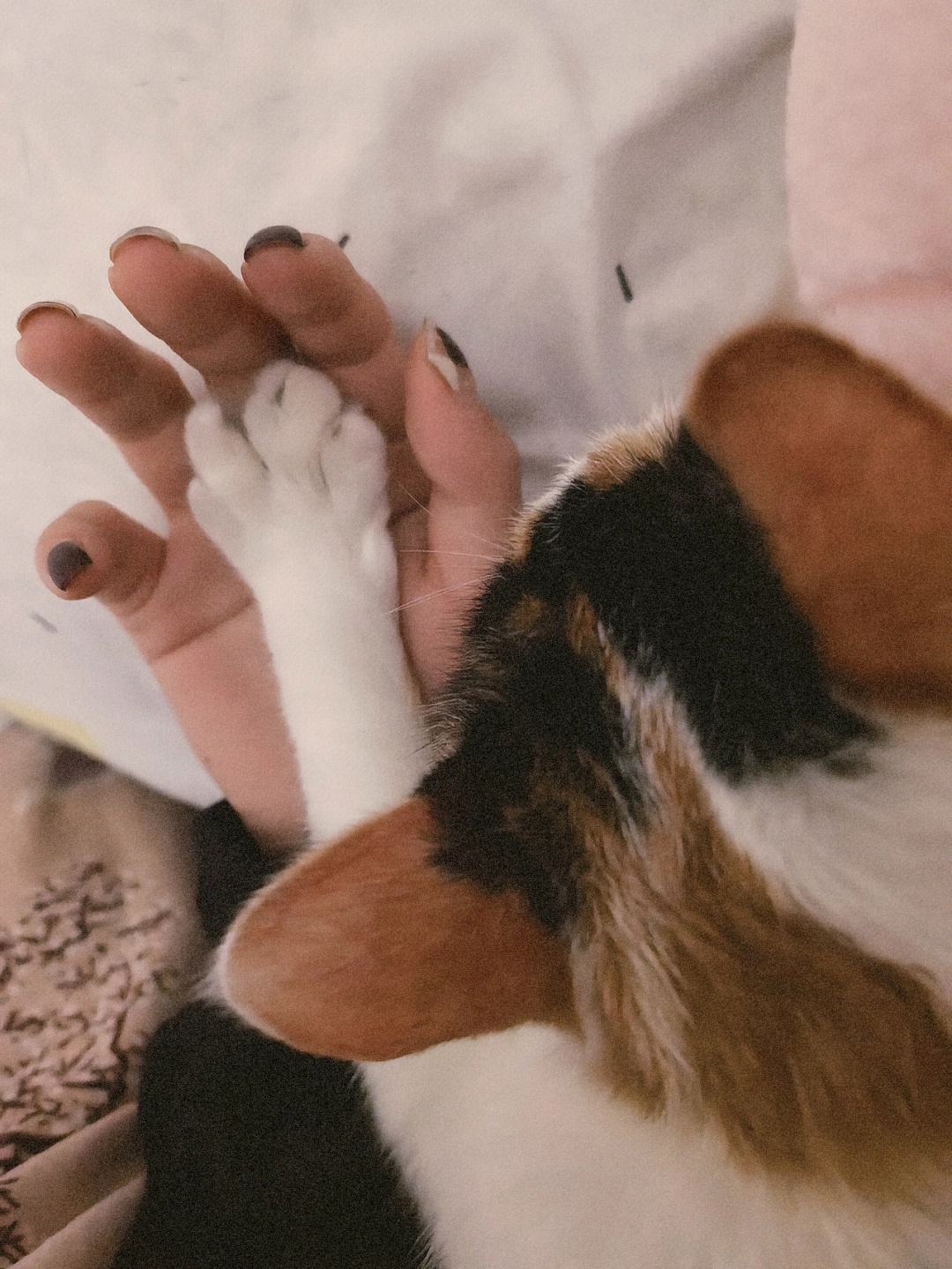 猫九代刷网的简单介绍 猫九代刷网的简单介绍