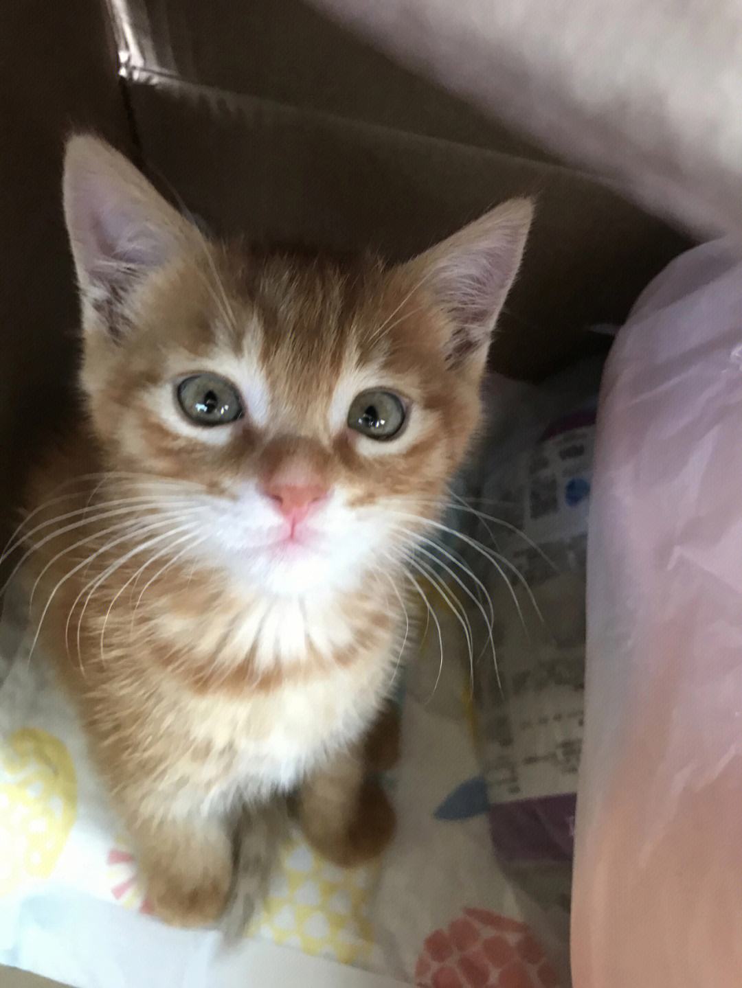 猫九代刷网的简单介绍 猫九代刷网的简单介绍