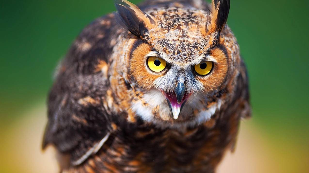 桔子代刷(宝鸡桔子代驾) 桔子代刷(宝鸡桔子代驾)