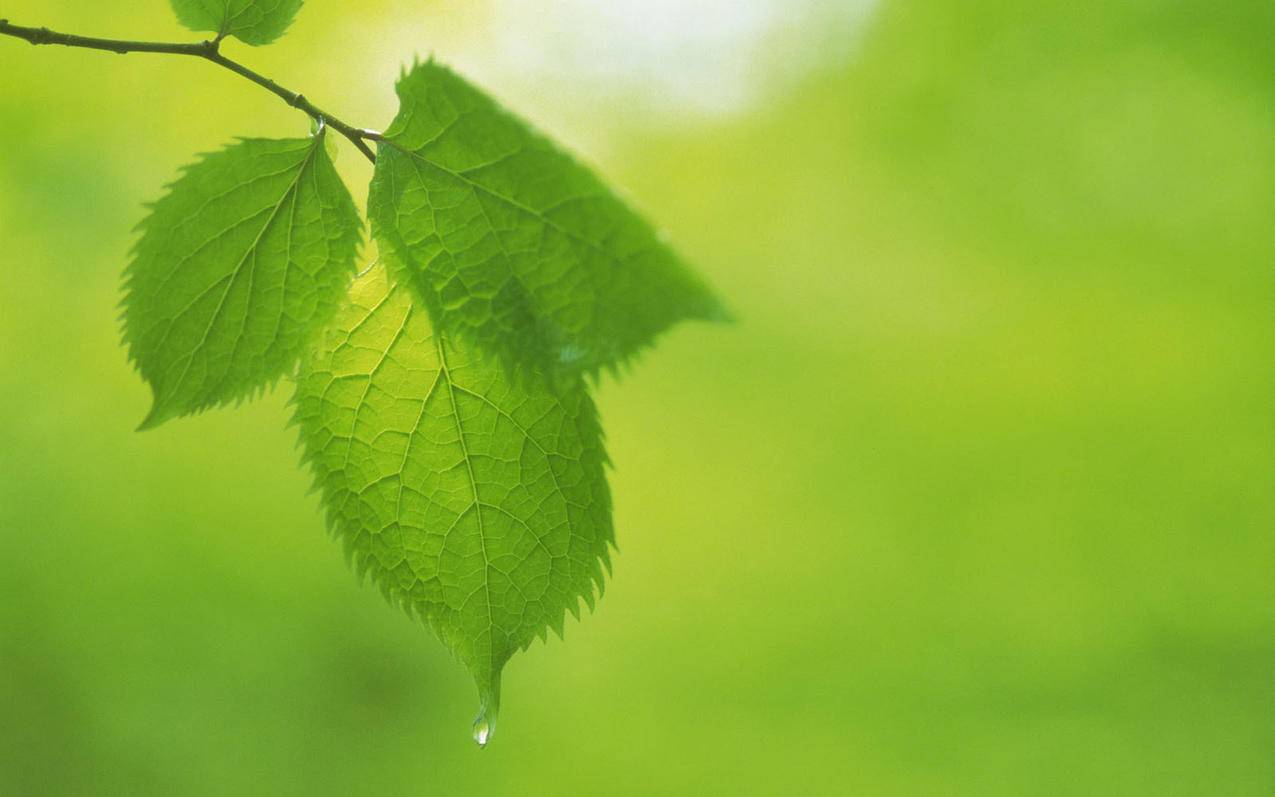 初晴刷赞（楚顷衰王怎么读）
