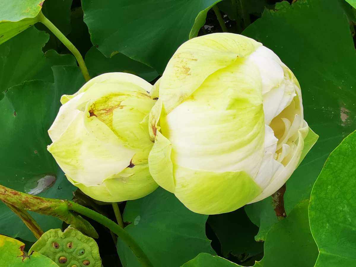 南荷下单(南和县住建局) 南荷下单(南和县住建局)