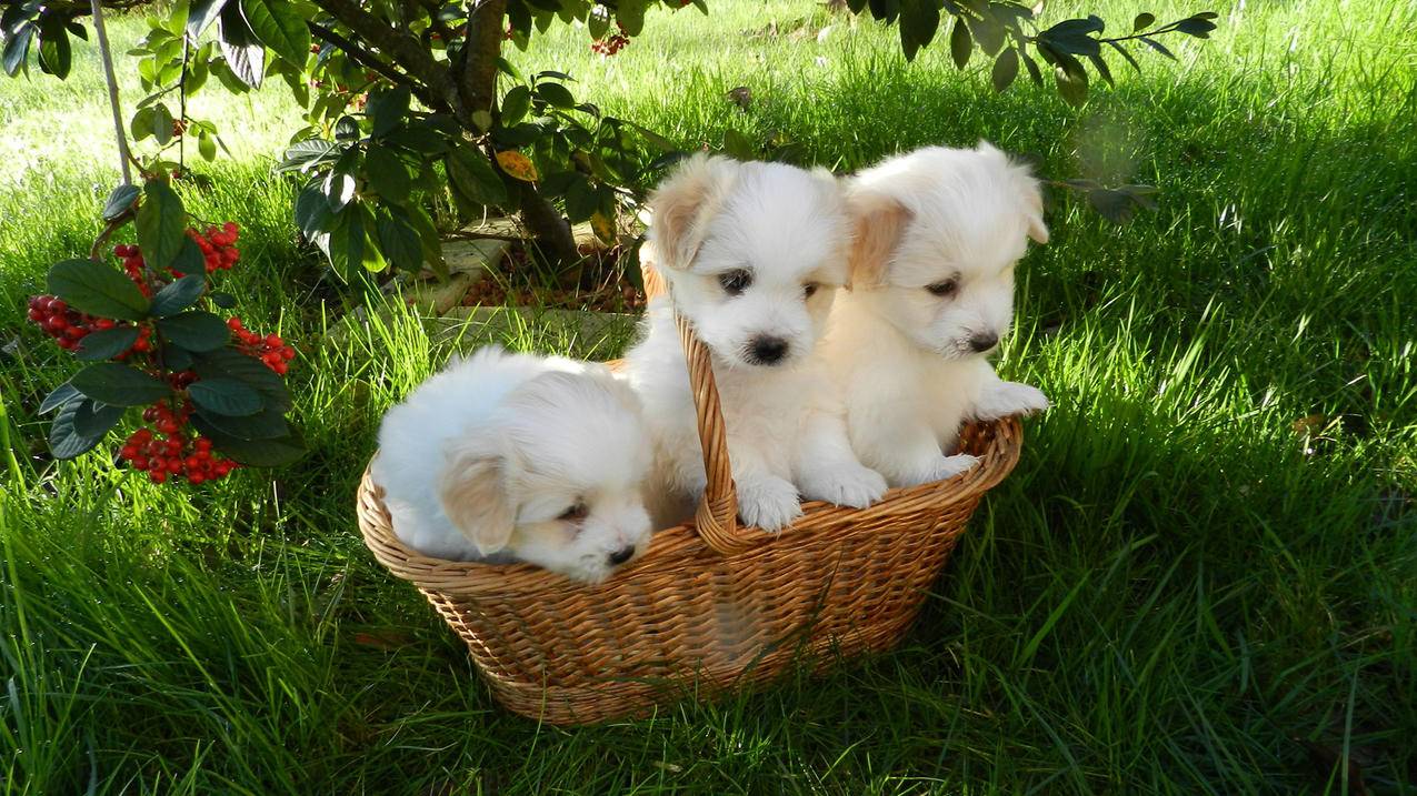 小熊代刷(小熊速刷网) 小熊代刷(小熊速刷网)