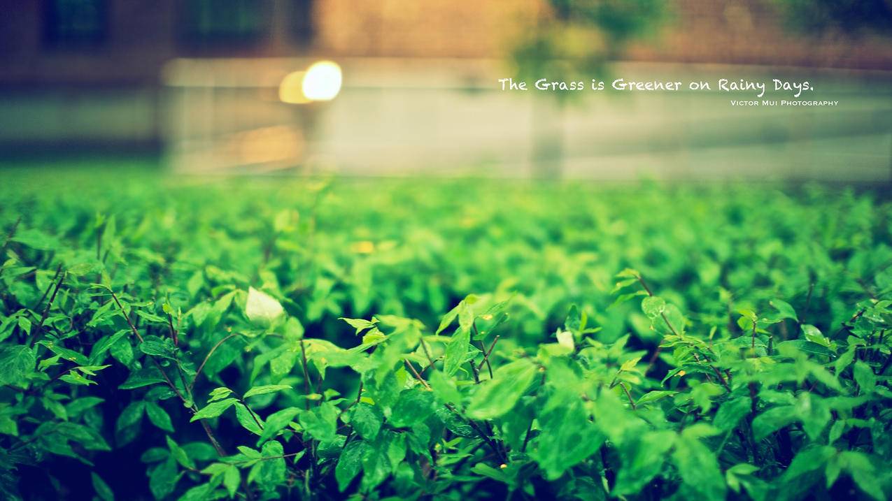 包含嘉乐代刷网站1块100粉丝的词条 包含嘉乐代刷网站1块100粉丝的词条