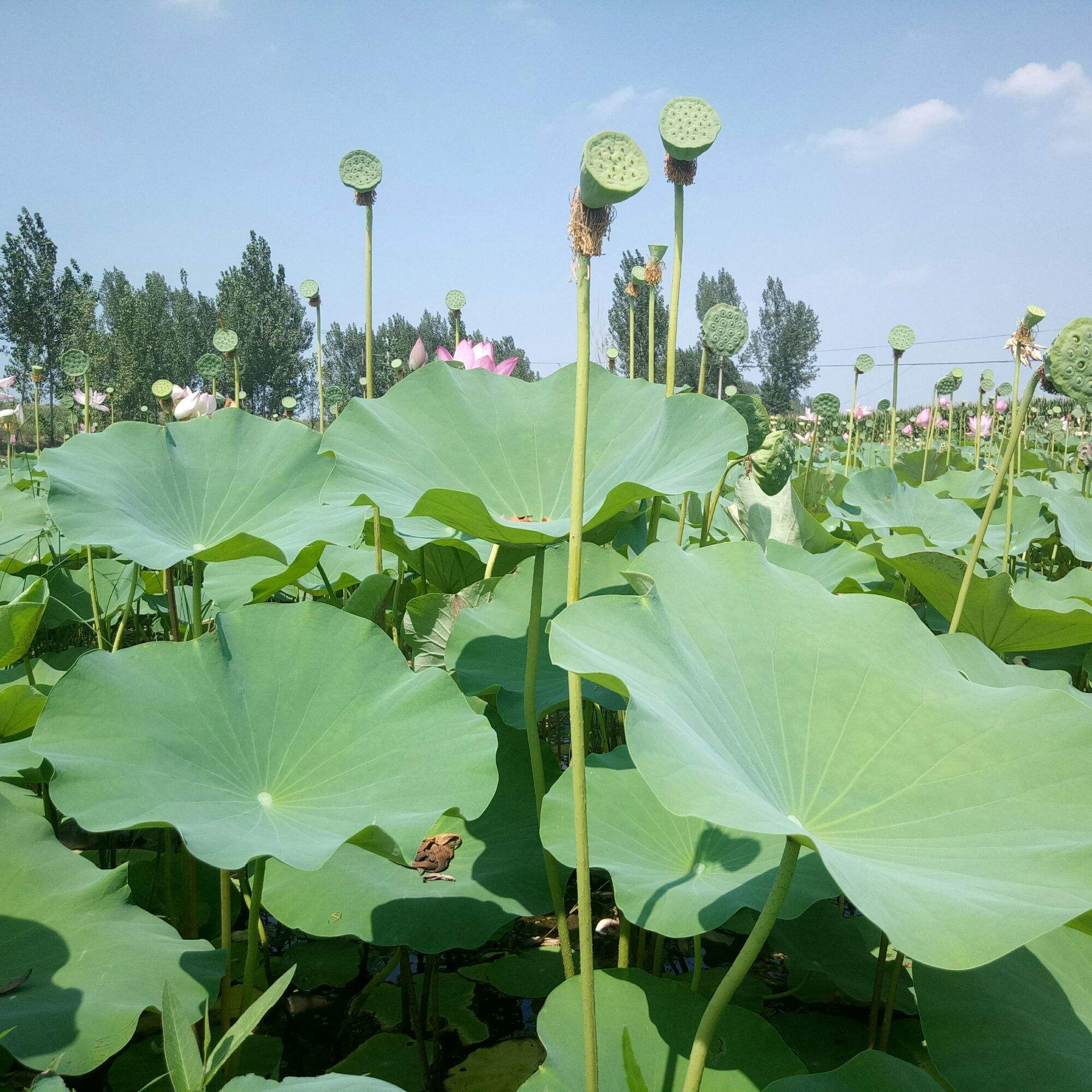 刷赞南荷的简单介绍