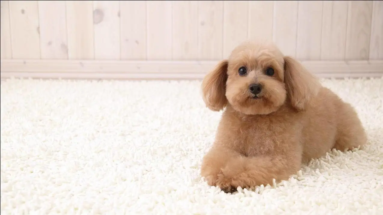 包含qq刷赞网站全网+最低价啊名片赞小仙女的词条