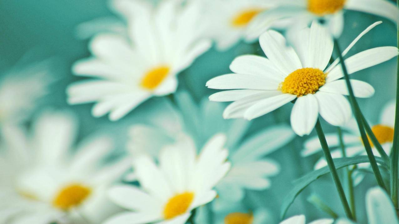 低价刷赞网站推广免费的简单介绍 低价刷赞网站推广免费的简单介绍