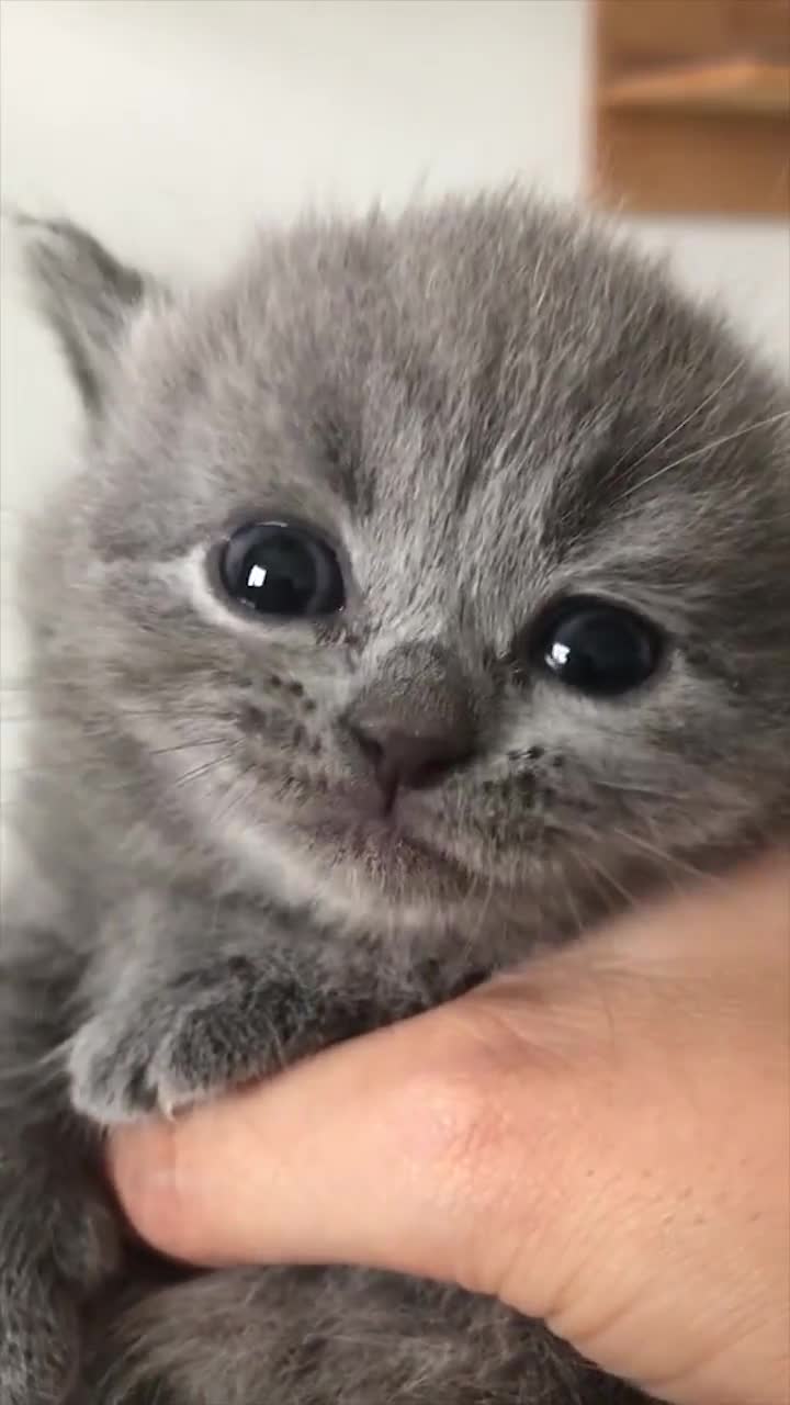 奶猫代刷网_代练猫安全吗