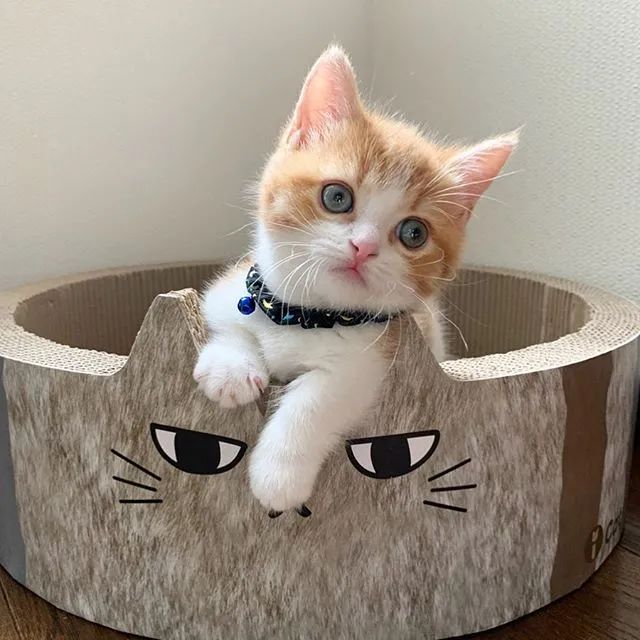 奶猫代刷网_代练猫安全吗